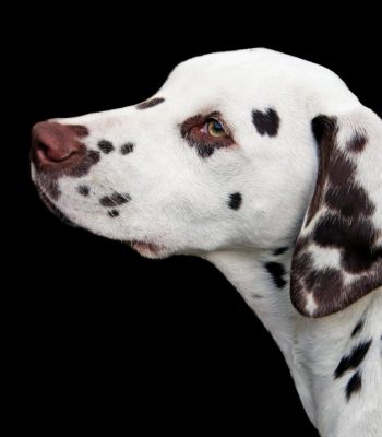 dalmation